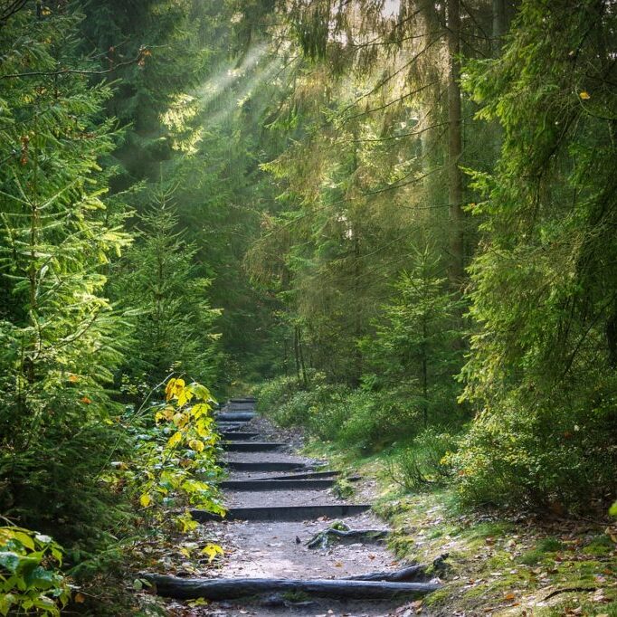 forest, trail, sunbeams-2942477.jpg